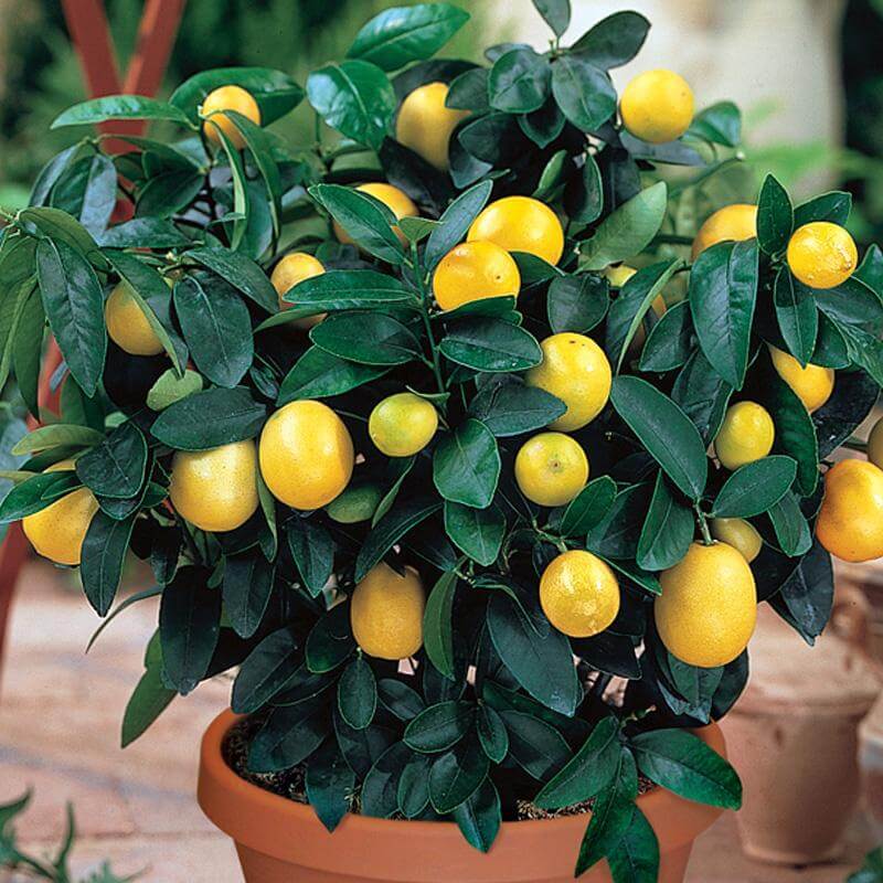 dwarf meyer lemon tree