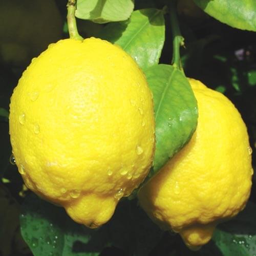 Lisbon Lemon Tree