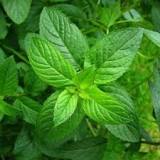 Mint