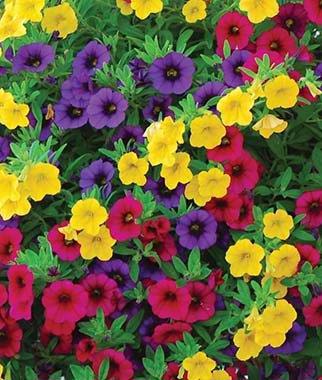 annual plant