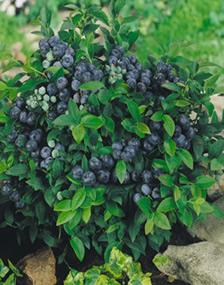 blueberry bush