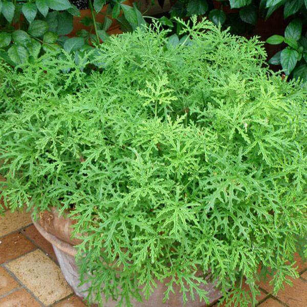 citronella plant
