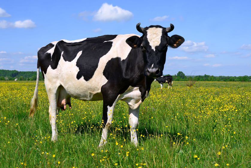 cow