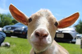 goat