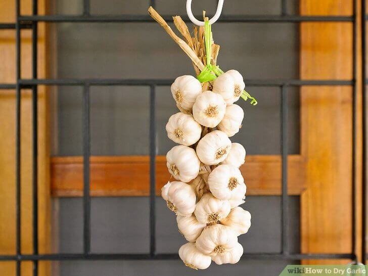 growing garlic