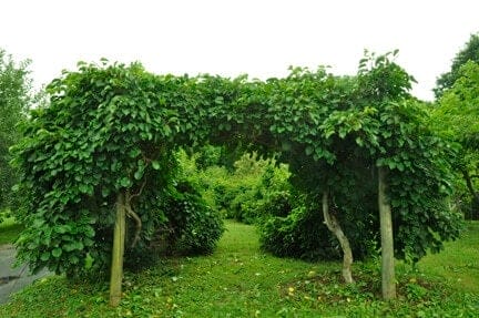 hardy kiwi