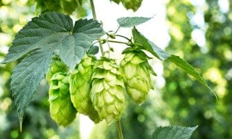 hops