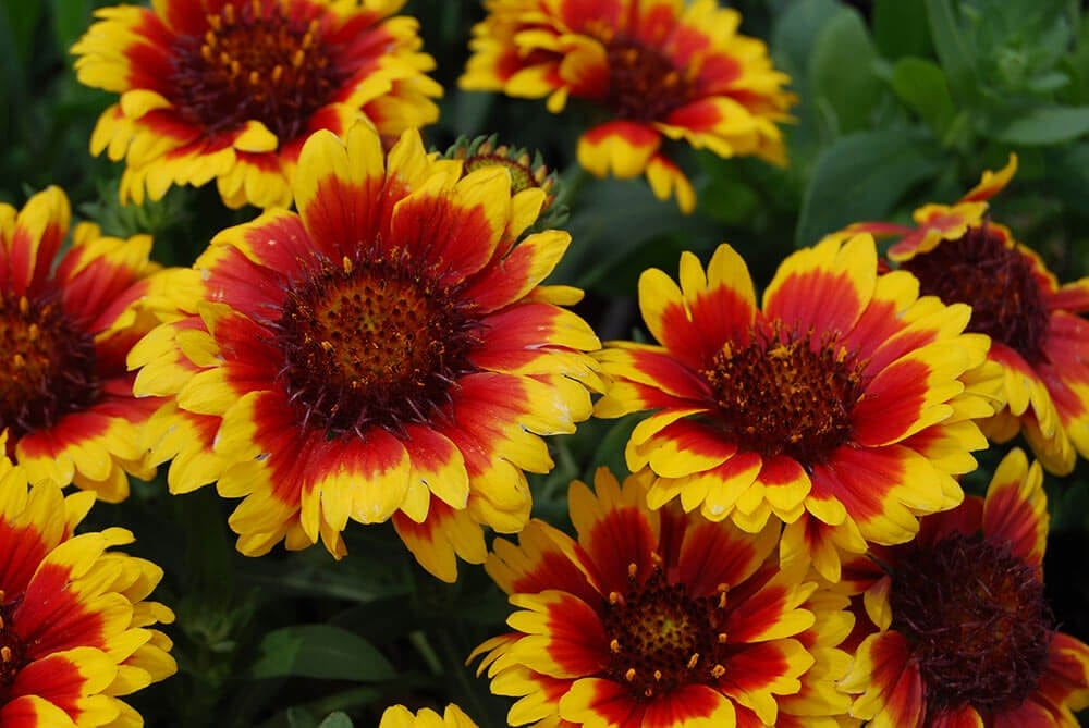 perennial plants