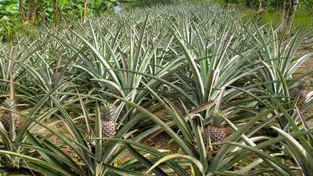 pineapple plant