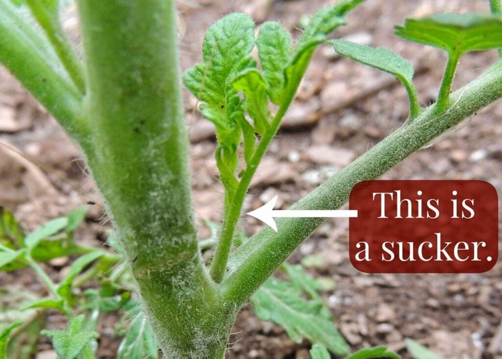 How to prune fig tree suckers