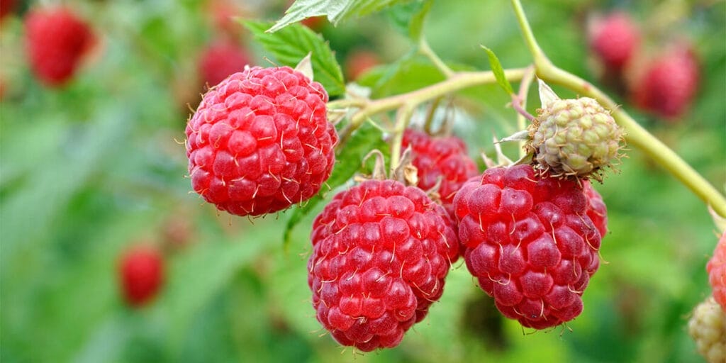 raspberry bush
