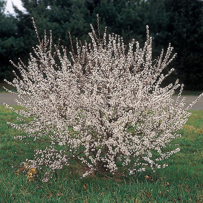 romeo cherry bush