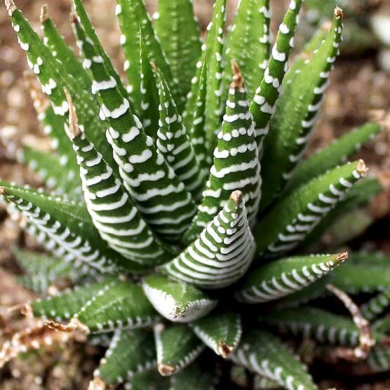 succulent