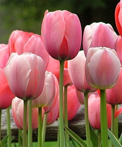 tulips