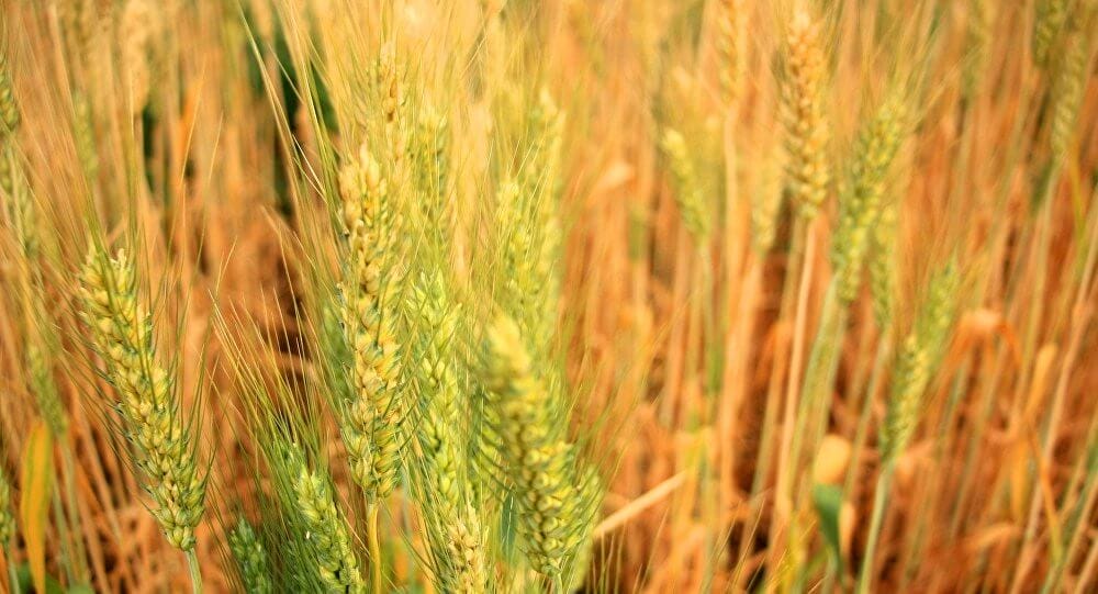 wheat 