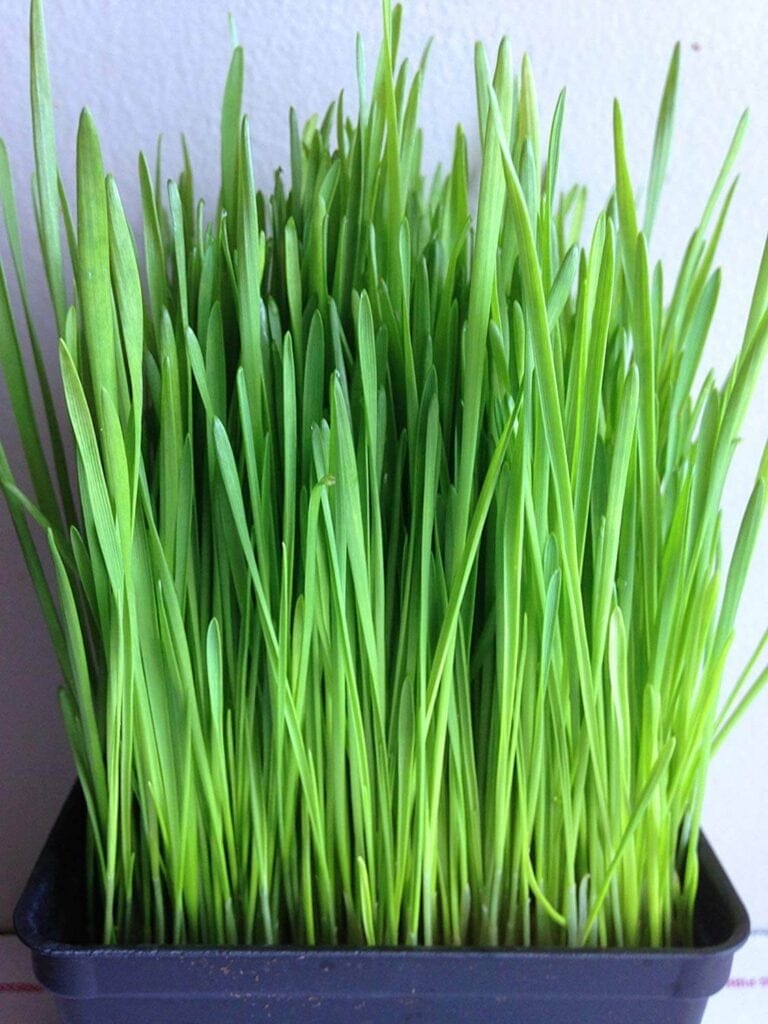 winter wheat