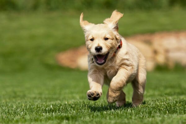 dog in yard
