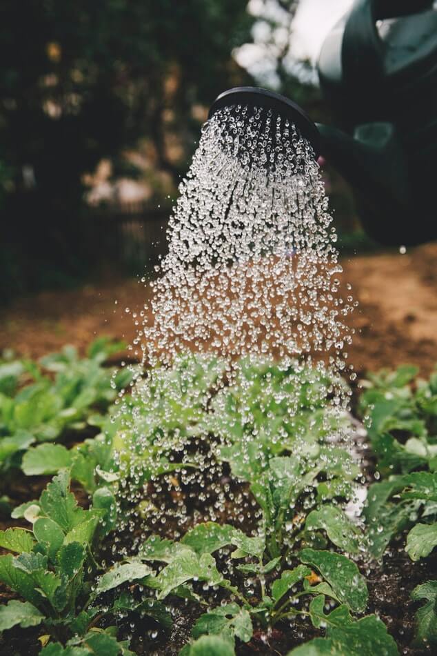 caring for your vegetables