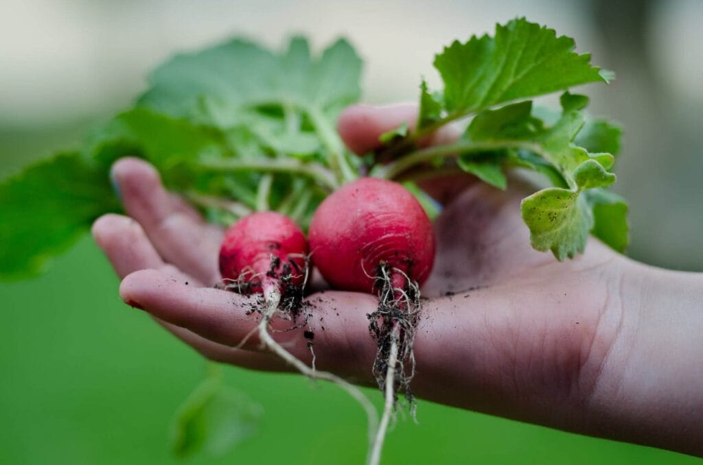 havesting vegetables