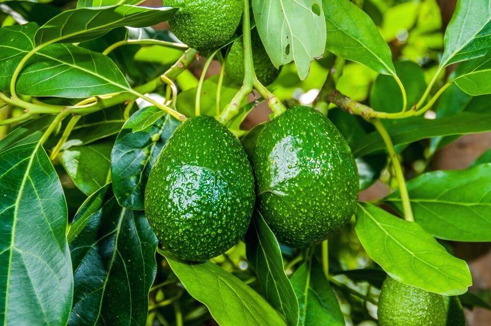 little cado tree