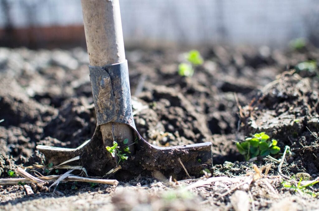 planting avocado