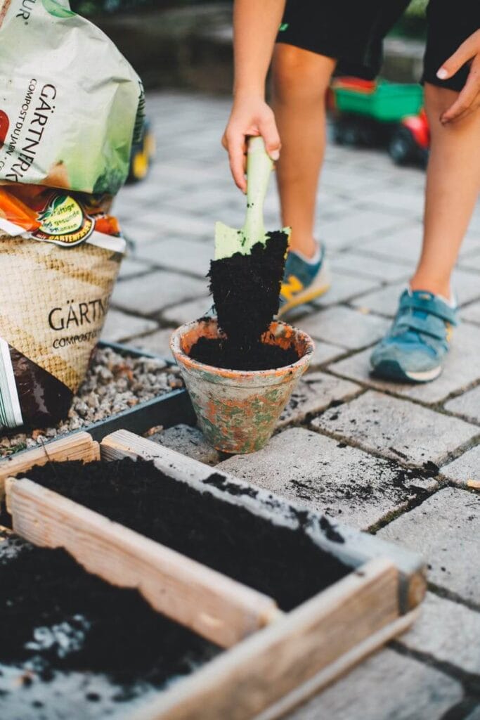 planting a vegetable in a raised garden bed
