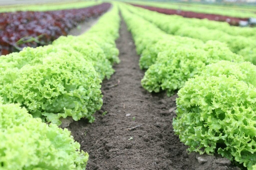 vegetable garden