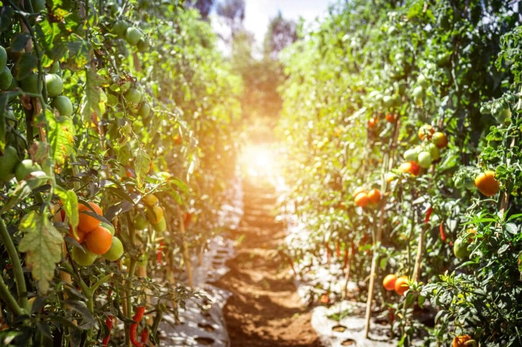 vegetable gardening 2 