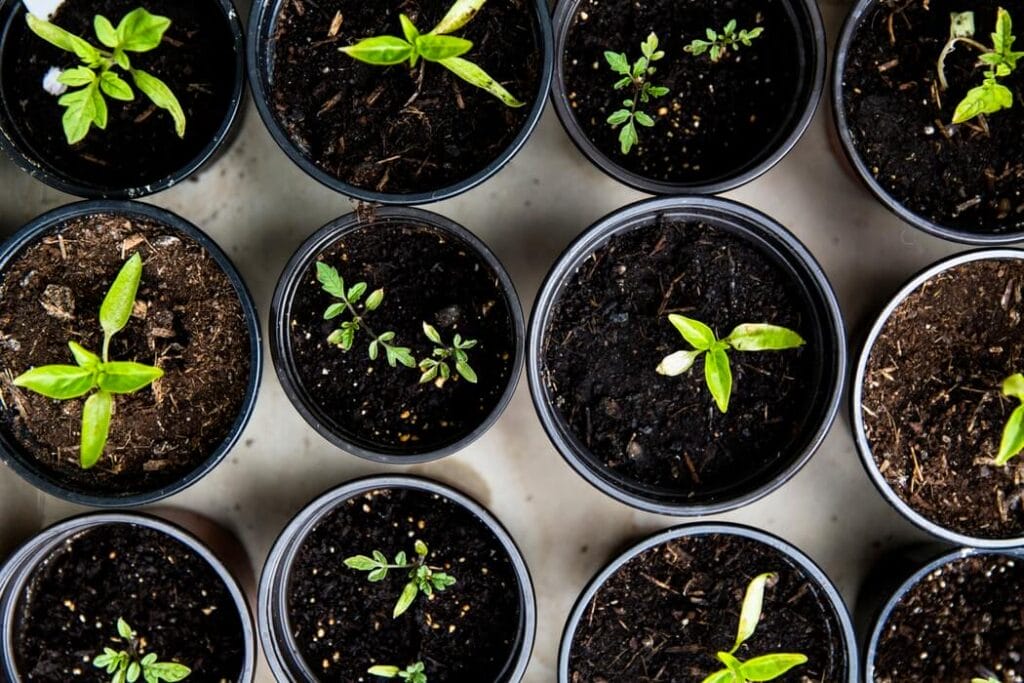 vegetables in pots gardening