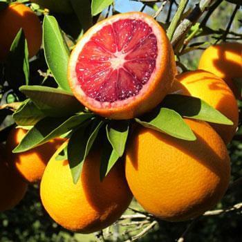 blood orange tree - how to grow orange trees in pots
