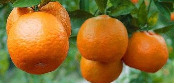 mandarin orange tree