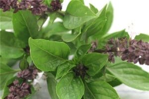 thai sweet basil