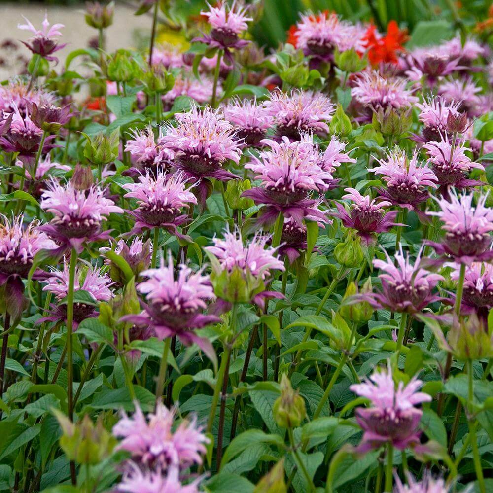 bee balm