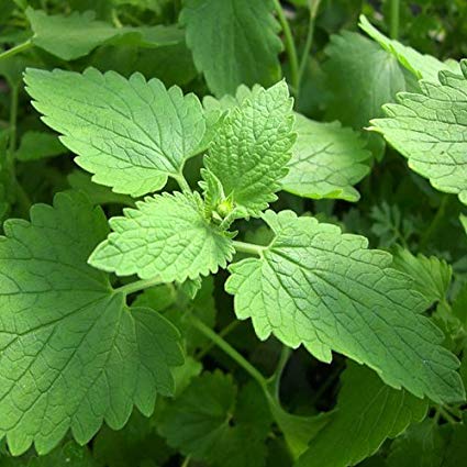 catnip - mosquito repellent