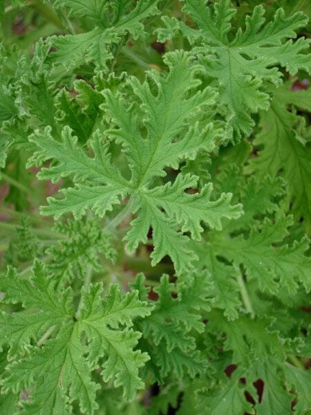 citronella plant - mosquito repellent