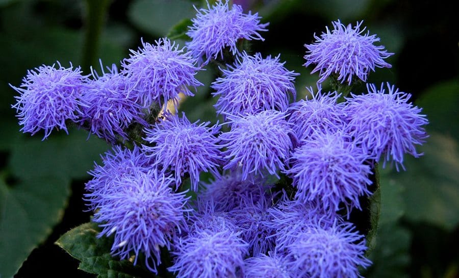 floss flower