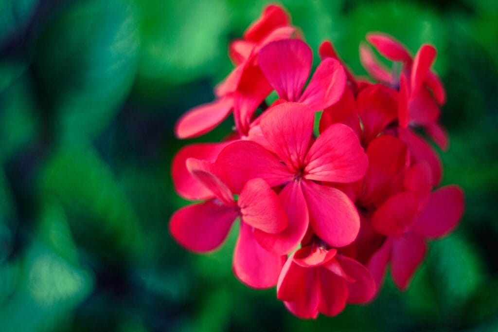 geraniums