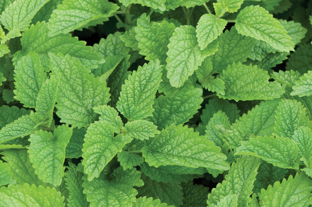 lemon balm - mosquito repellent