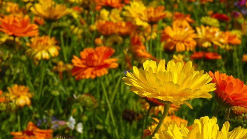 marigold - mosquito repellent