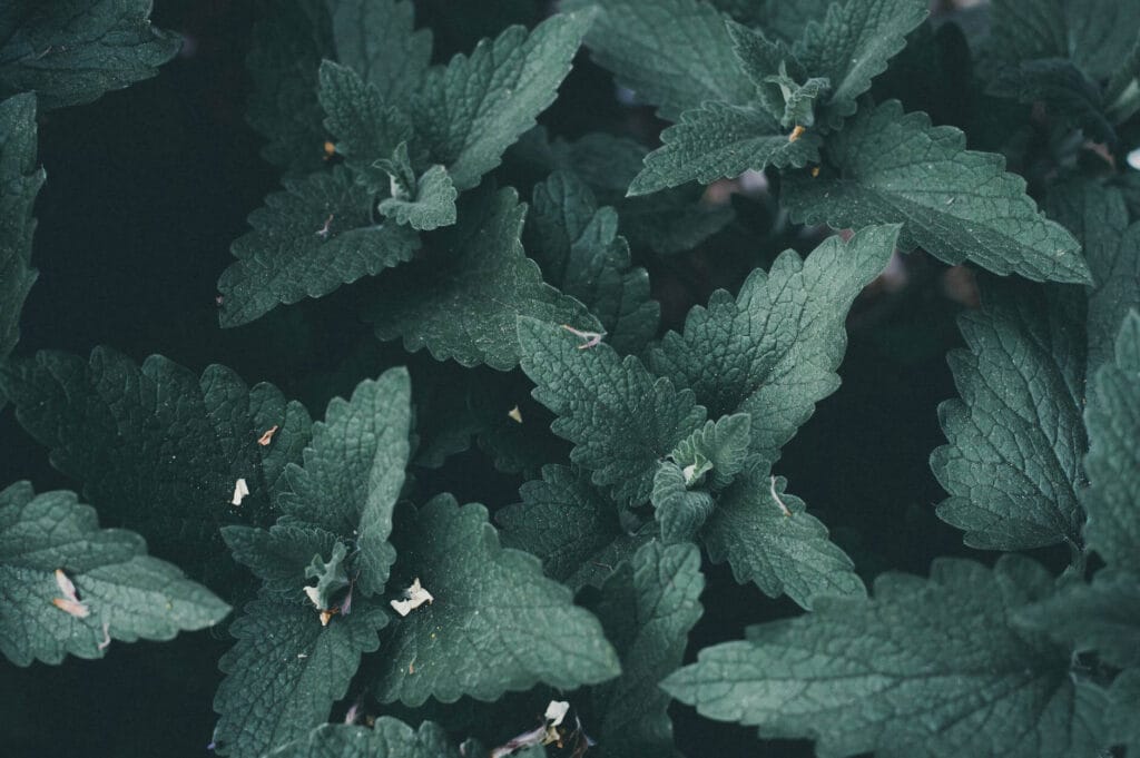 mint