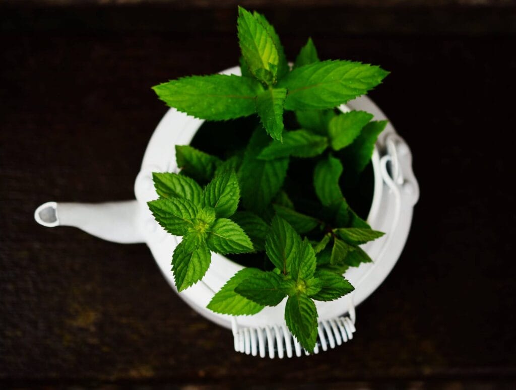 peppermint - mosquito repellent
