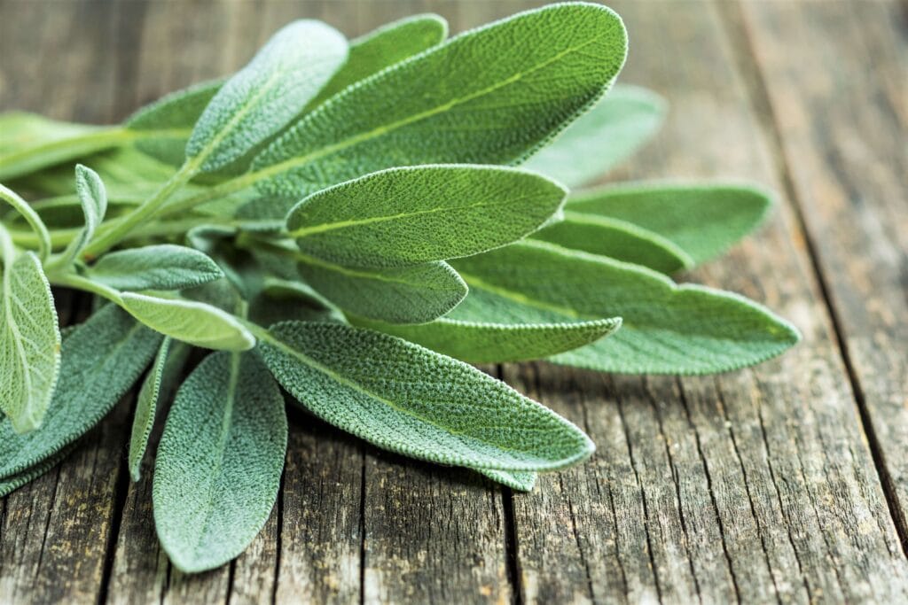 sage