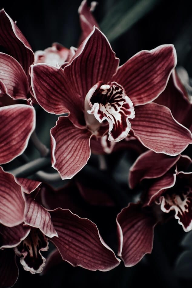 cattleya orchid