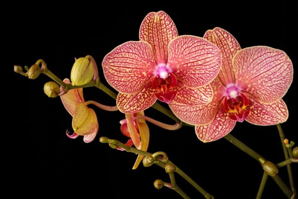 cymbidium orchid