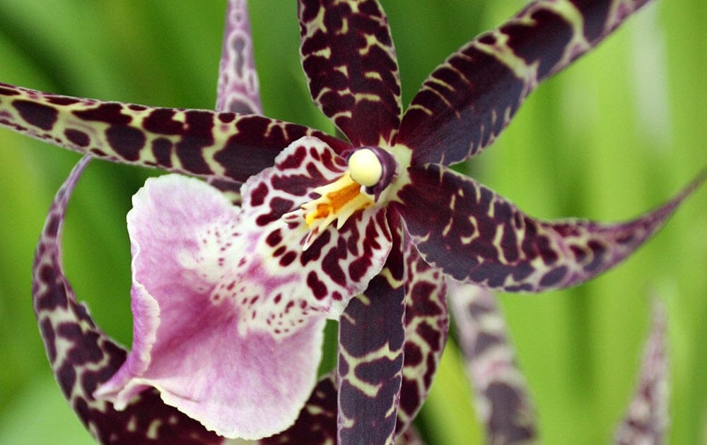 oncidium orchid - how to care for orchids