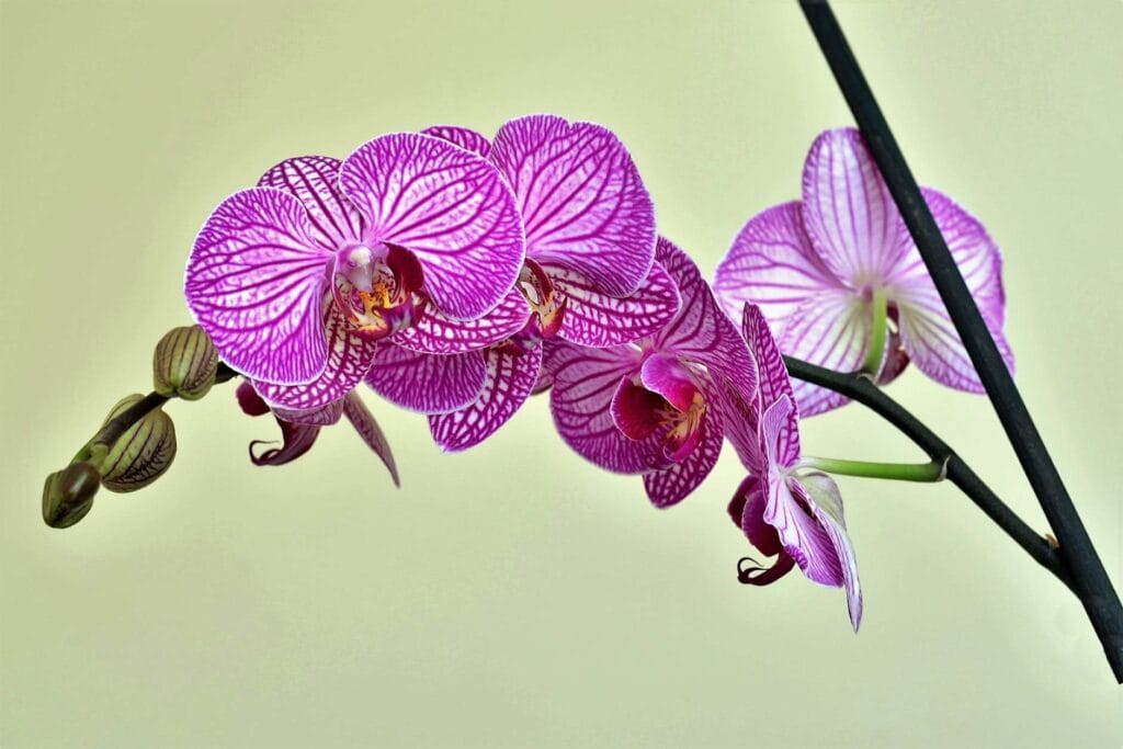 phalaenopsis orchid