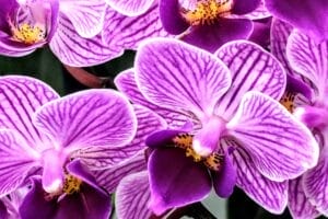 pink and purple orchids