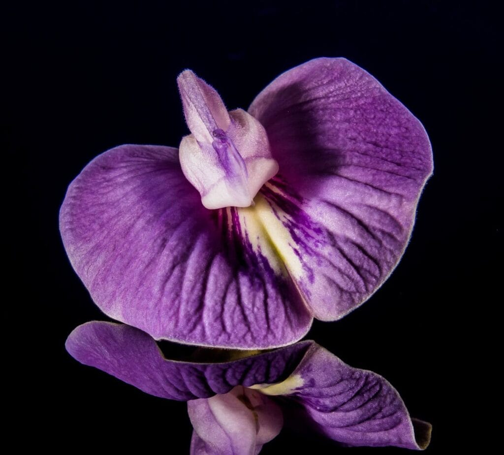 purple orchid