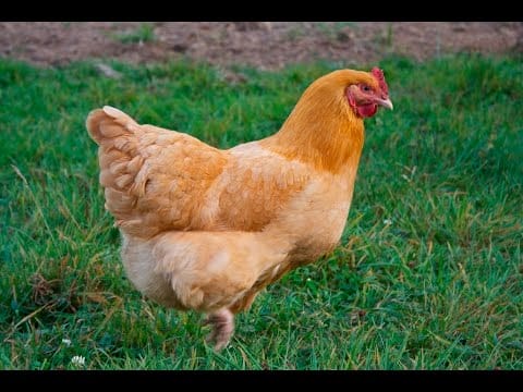 Buff Orpington Chicken