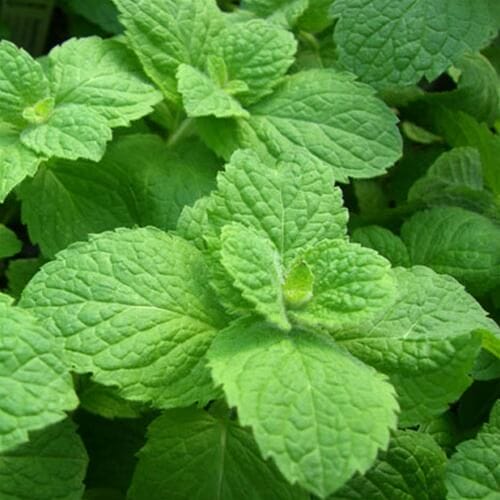 apple mint